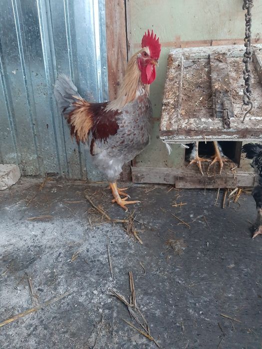 Қораздар сатылады