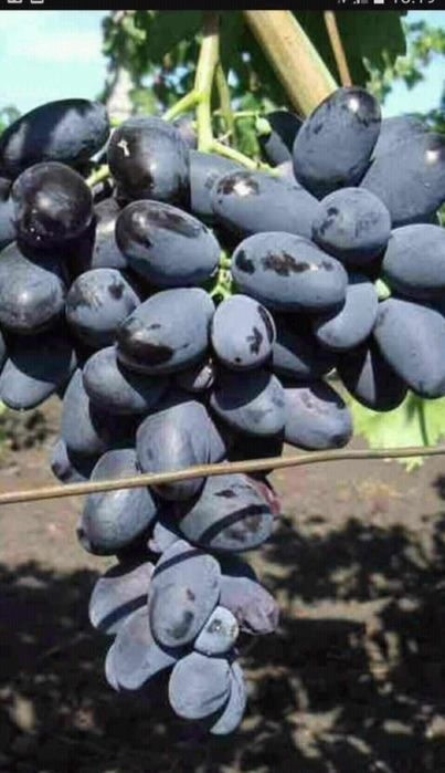 Butasi de vita de vie de anul 2 și de 3