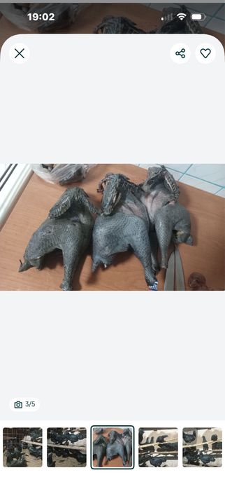 Продам черных кур редкой породы,Аям Церами.