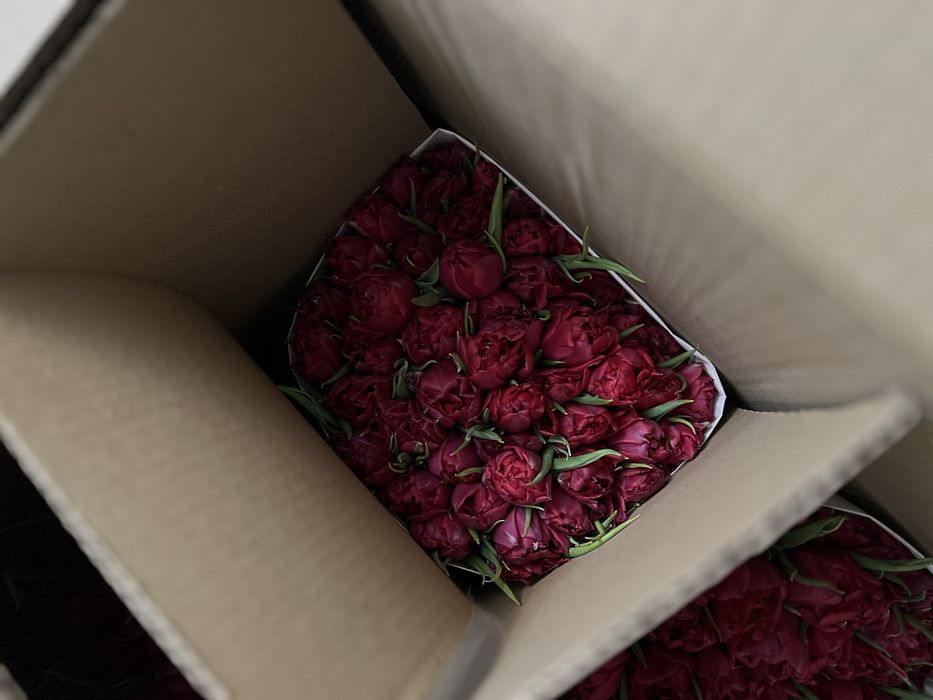 Оптом тюльпаны Астана