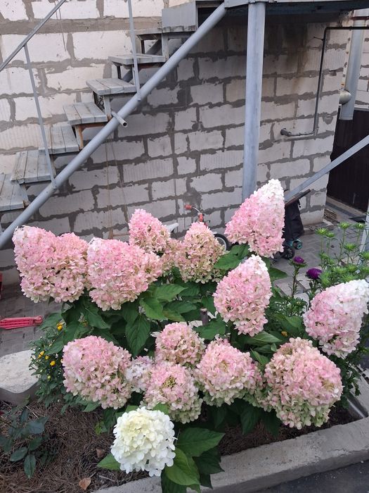 Продам гортензии