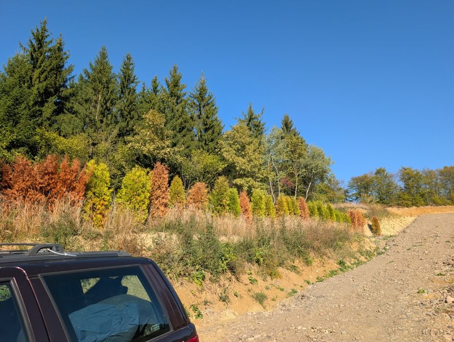 Teren de vânzare Bistrița , str. Dambului