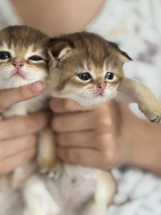 Продаются котята золотые фолд