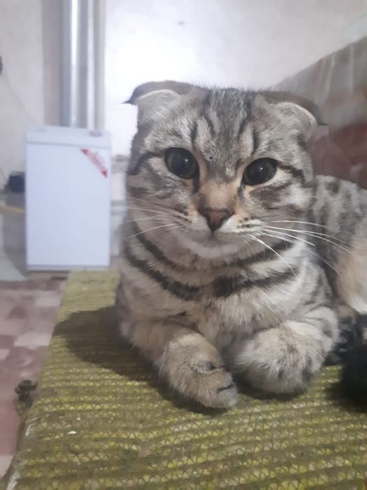 Шотландский вислоухий Кошка