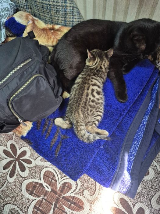 Отдам котенка Тигруша мальчик