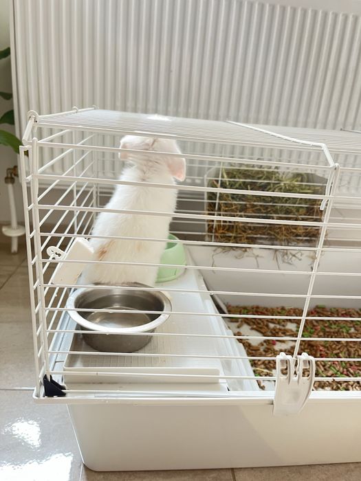 Продавам декоративно зайче холандско джудже