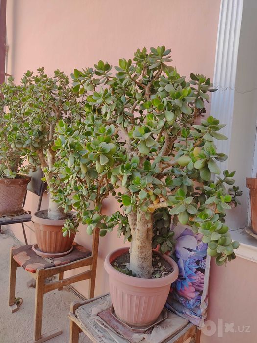 Katta va baquvvat "Dollar guli" (Krassula) sotiladi / Pul daraxti