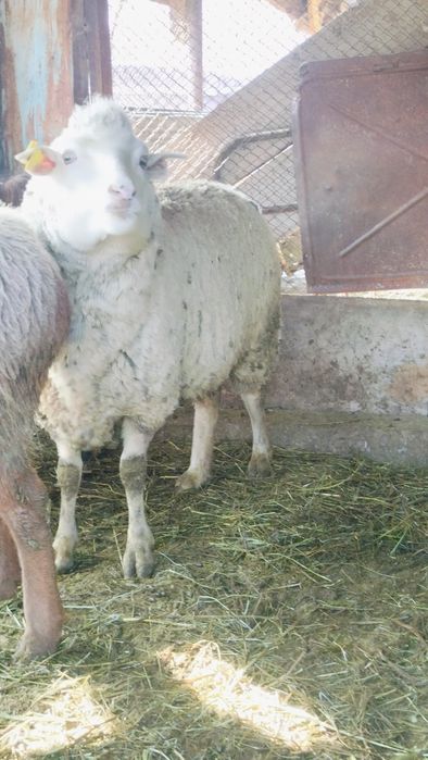 Семиз токты, кой бар буаз