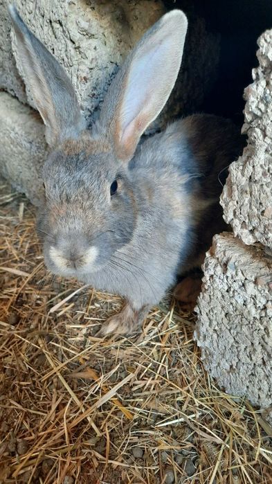 Куён купайтириб даромад килинг. Уйингизда пархез гушт бу Куён булсин.