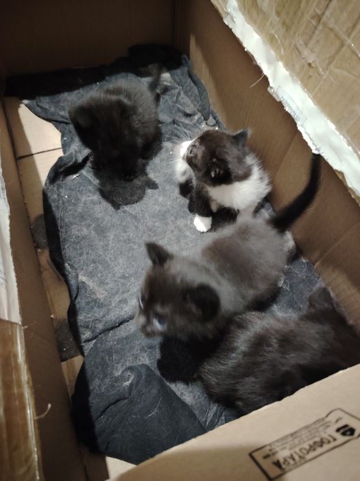 Отдам котят начинают кушать