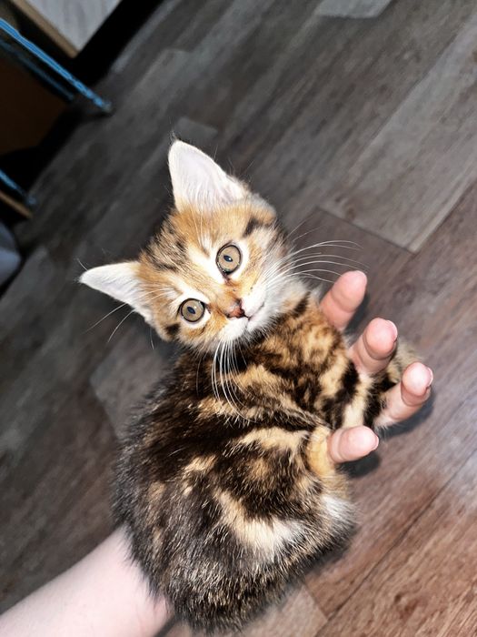 Продаются котята