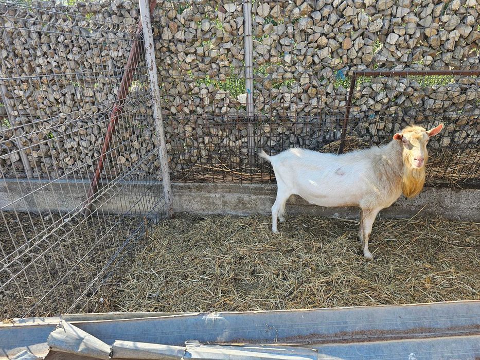 Vand tapi ciuti cu pedigree