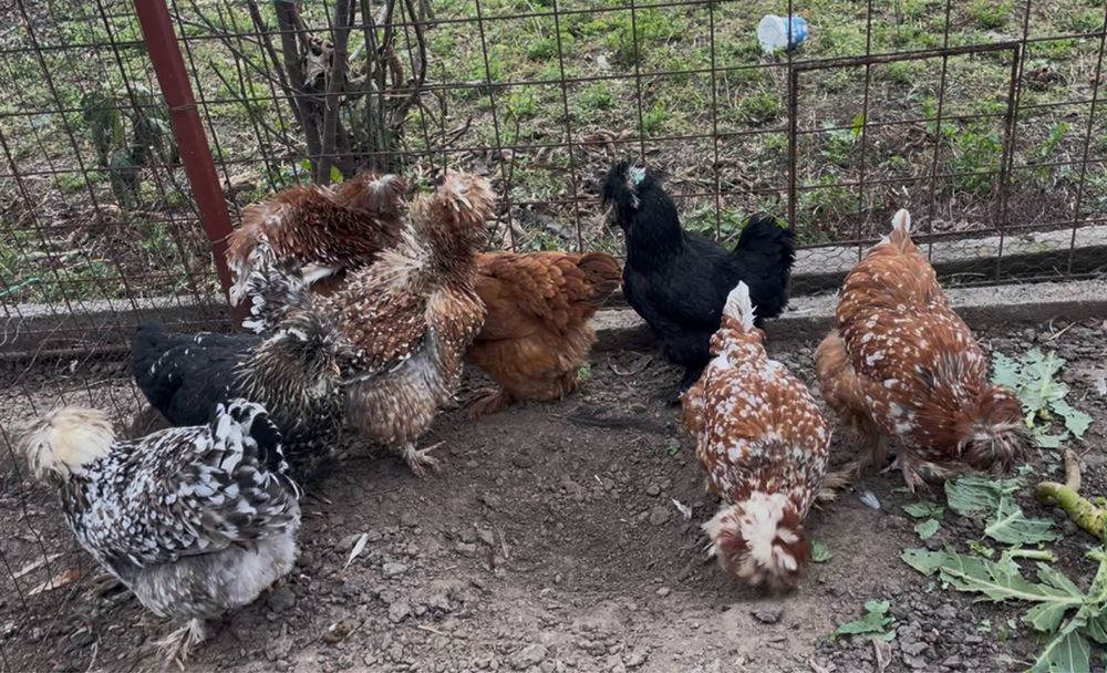 Oua incubat gaini Strumsky -motate incaltate frezate