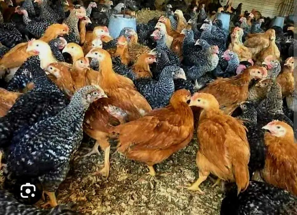 Ferma de păsări DR CLEJA din Blaj, vinde pui  carne și mixti