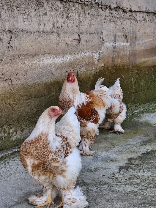 Яйцо Брама инкубационный