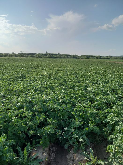 Cartofi de sămânță albi și roșii