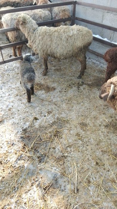 Төрт қой қозысы мен сатылады