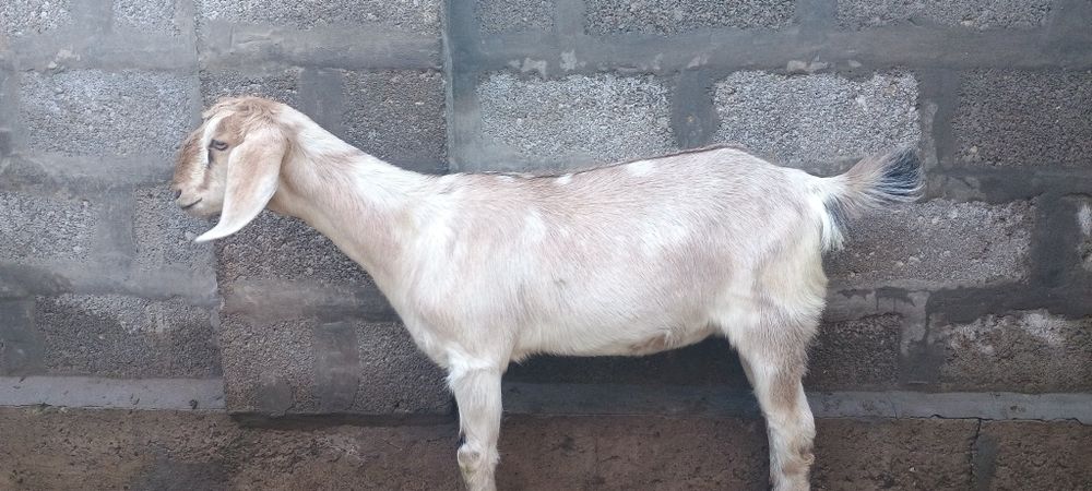 Козочки англо-нубийской породы