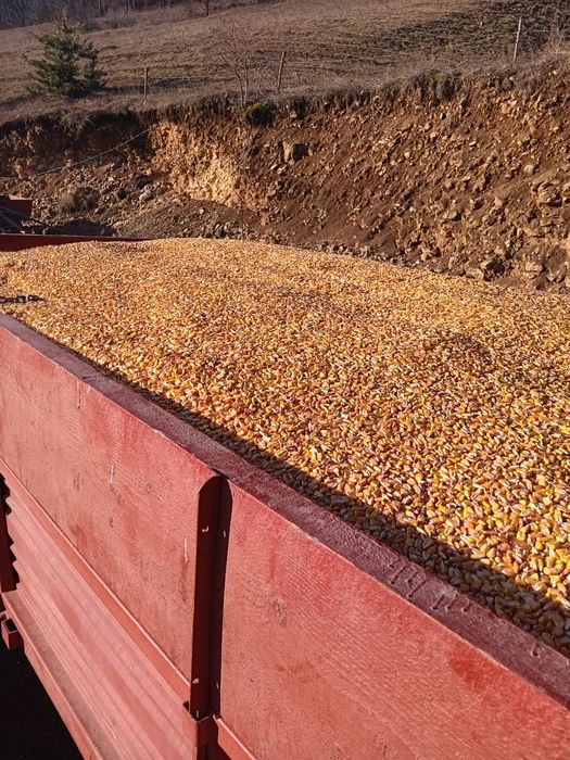 Vând porumb și orz