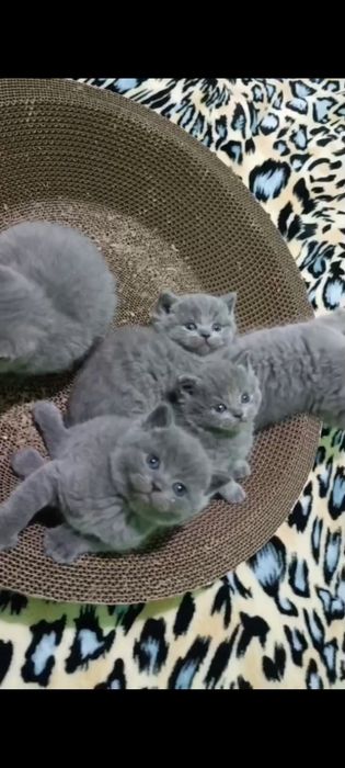 Готовятся к продаже шикарные котята скоттиш страйт и скоттиш фолд!