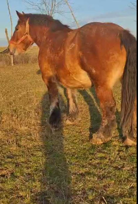 Manz Armăsar de 8 Luni