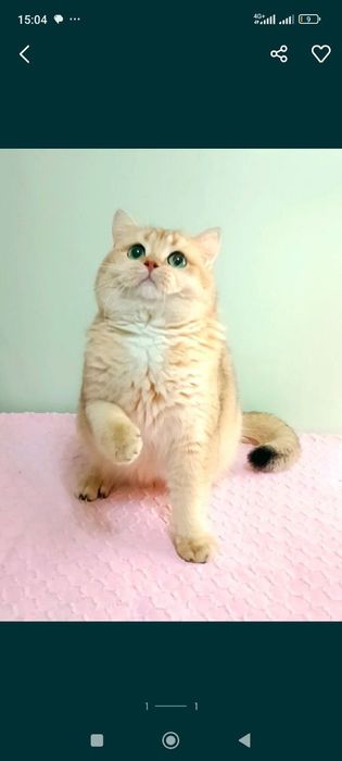 Продается кот Британец,