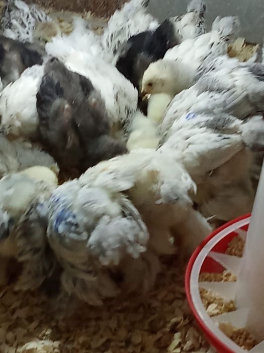 Pui de gaina brahma herminat deschis