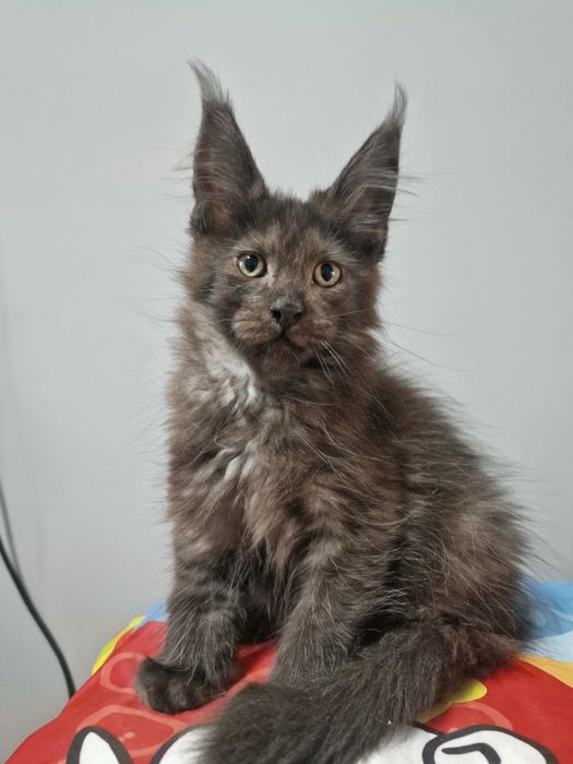 Котята Мейн кун гиганты