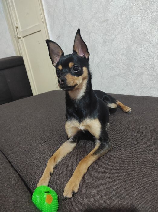 Той-терьер (мальчик) ищет подругу