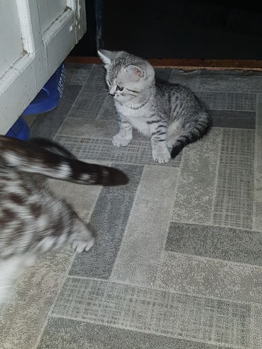 Продам котят самые красивые