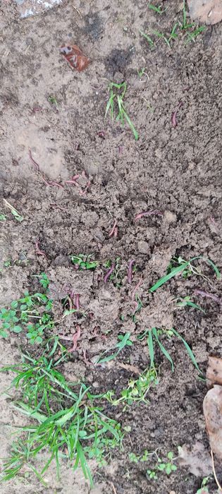 Kaliforniya BIOGUMIS Chuvalchangi, 150000 bir savati