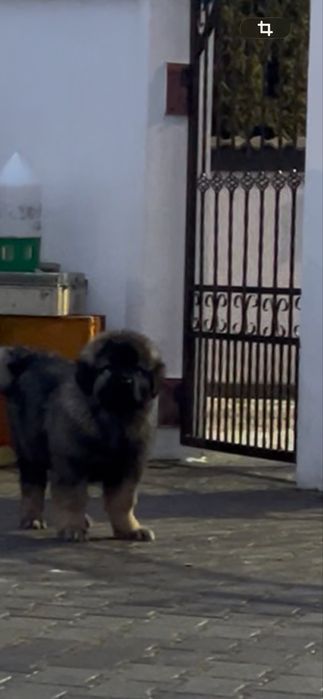 Pui ciobanesc caucazian cu pedigree