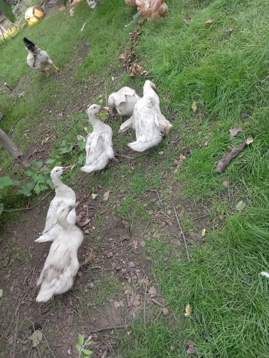 Vind 5 rate pekin, outoare, 300 lei