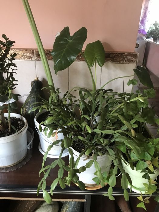 Продам цветы комнатные