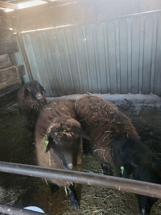 Продам баранов упитыныйе