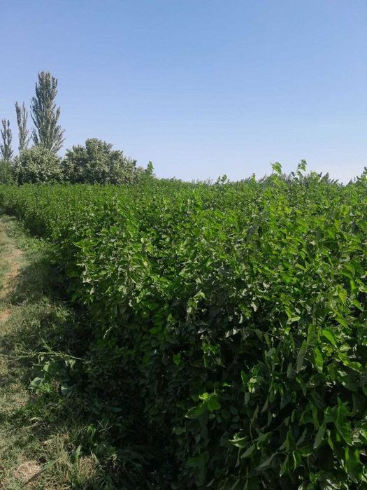 Tut kuchat, тут кучати, тут, пилла, tut, nixol, тут нихоли 2-3yillik