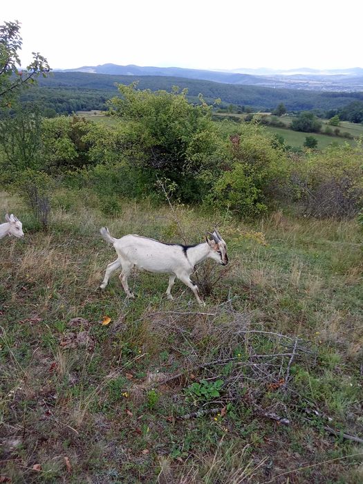 Ied ,tap de vînzare