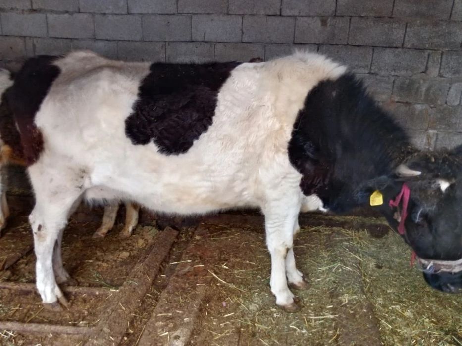 Сиыр   сатылады.