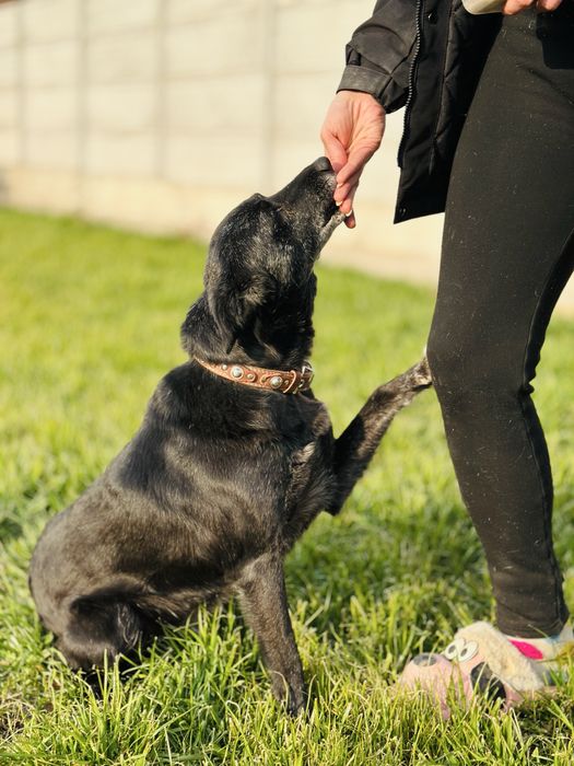 Добрая, ласковая собака ищет семью