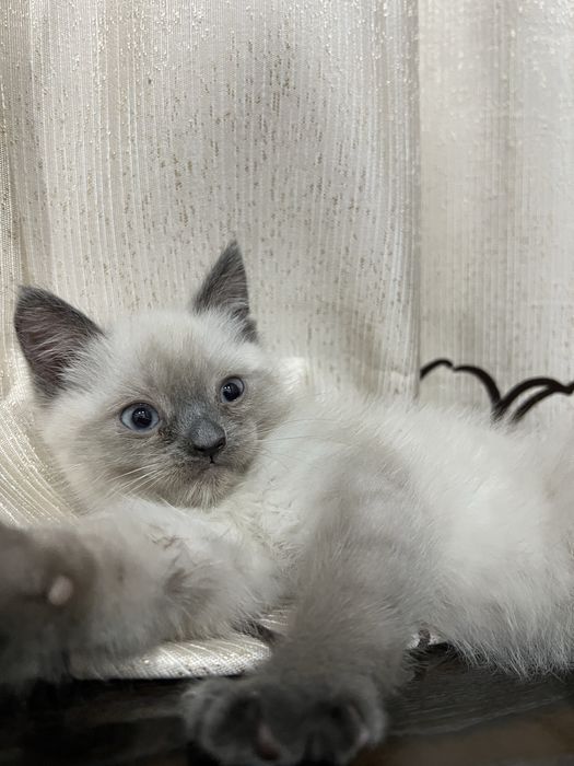 Котята тайской породы