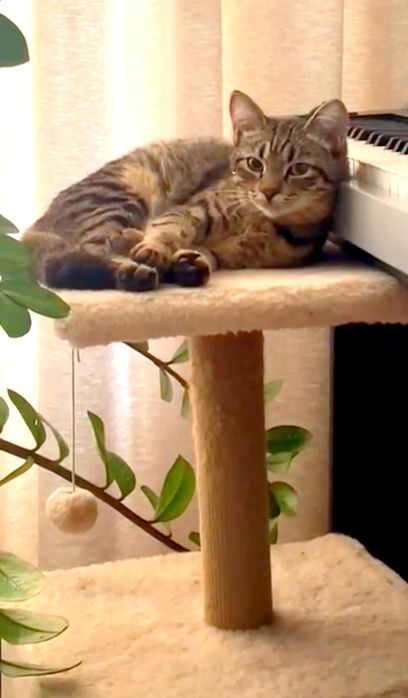 ТиГрЯш с МаслЯныМ хаРакТероМ