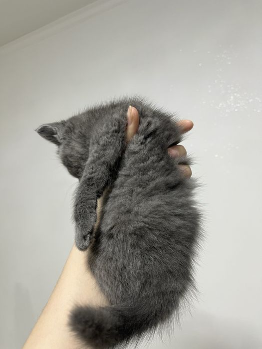 Котенок, девочка шот