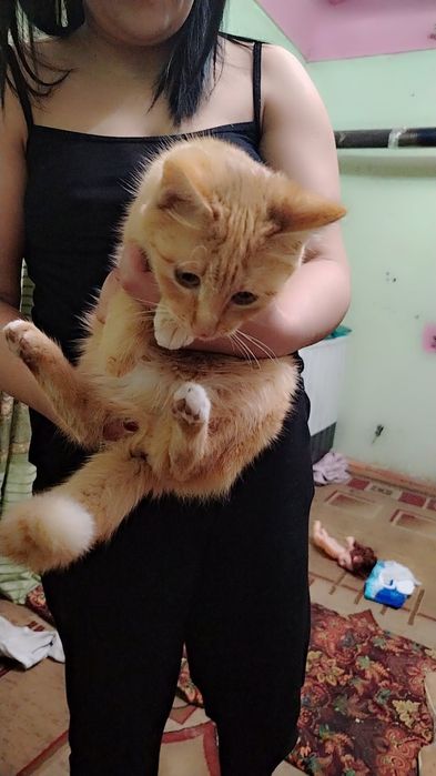 Aqil mushuk latokni biladi