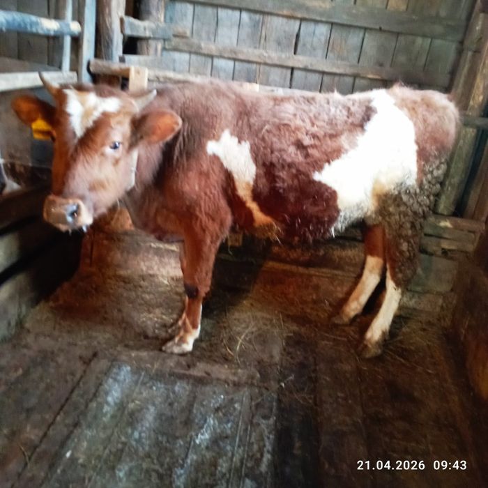 Продается бычок!