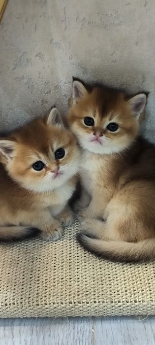 Золотая шиншила окрасов  Ny 11, и By 11 , девочки шоколадное золото