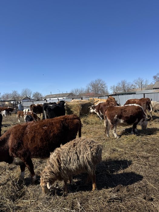 Продам коров с телятами