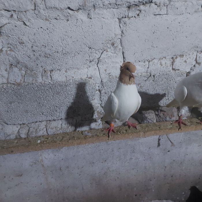 Сарыбас голубка лет с игрой