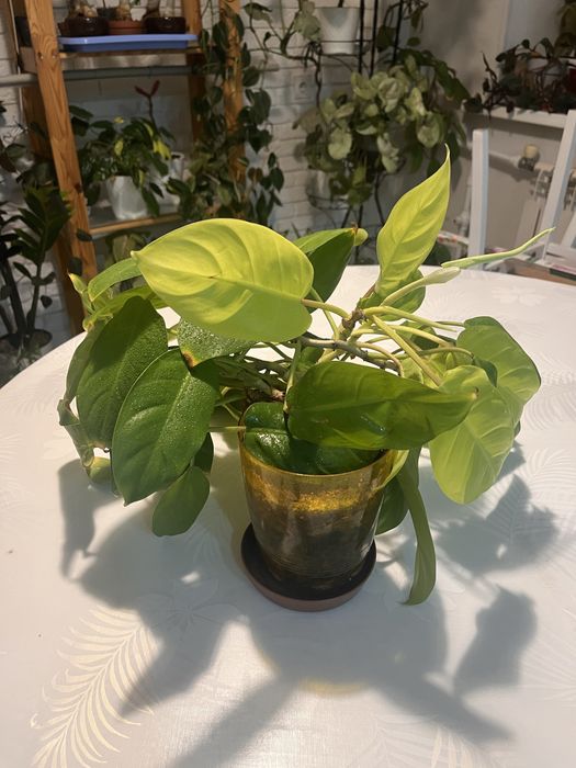 Филодендрон малай голд