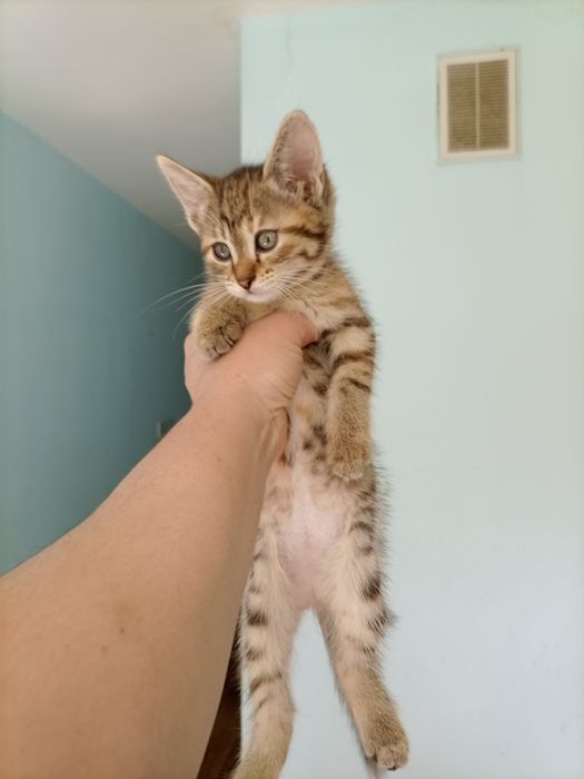 Котёнок девочка продам.