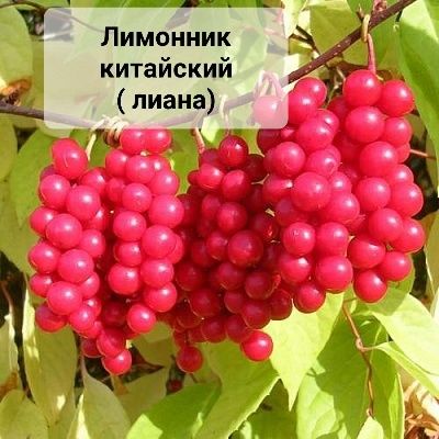 Декоративные кустарники и деревья
